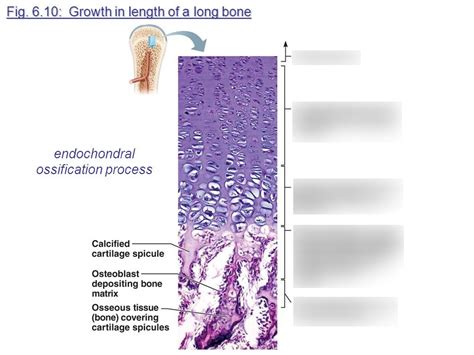 Bone Formation Slide Diagram | Quizlet