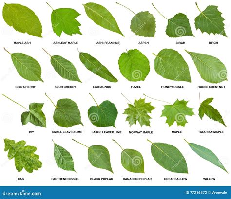 Image result for Different Tree Types
