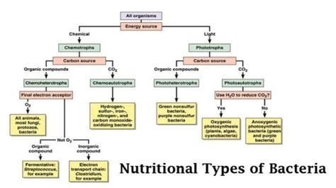 Classification of microbes on the basis of nutrition - Brainly.in