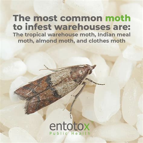 Pantry moth infestation Lebanon, KSA, Qatar