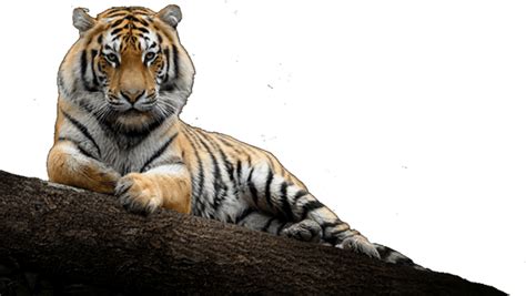 Royal Kingdom Resort