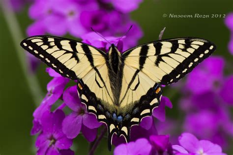 Canadian Tiger Swallowtail Papilio canadensis Rothschild & Jordan, 1906 ...
