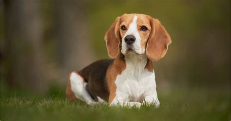Beagle: características, carácter y cuidados