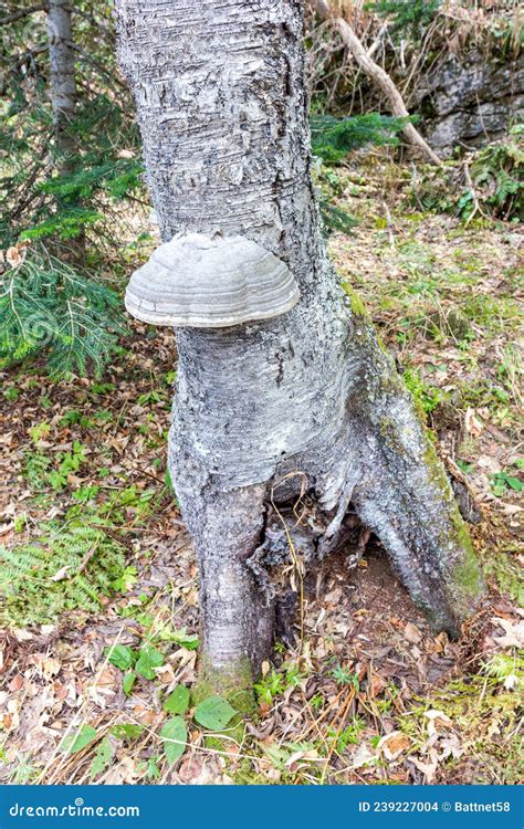 Fungi Are Saprophytes