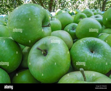 Fresh green Granny Smith apples Stock Photo - Alamy