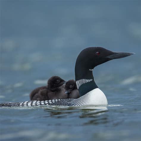 Canada National Bird Loon