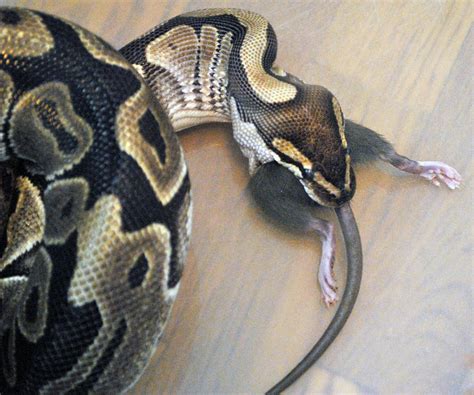 Ball Python Eating Fish 的图像结果