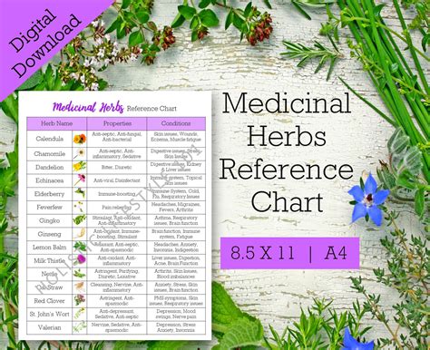 Medicinal Herbs And Their Uses
