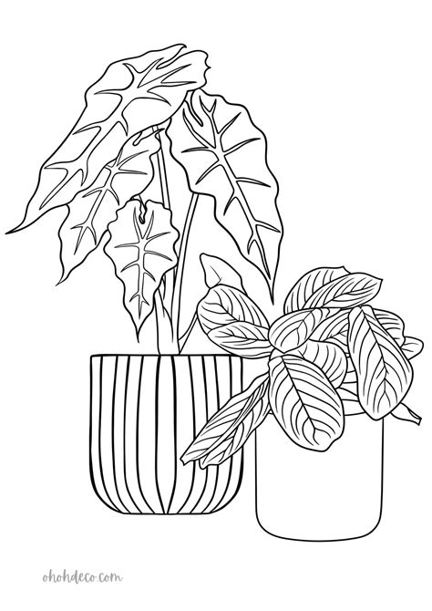 Plant Coloring Page