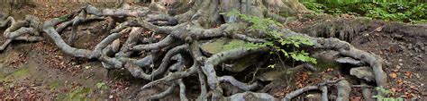 ¿Cuáles son los principales nutrientes de las plantas? - BLOG