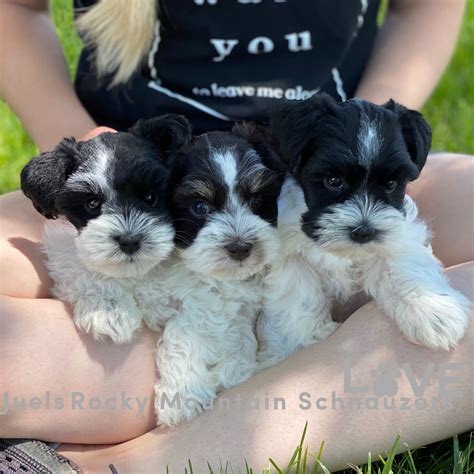 What Makes A Miniature Schnauzer Hypoallergenic