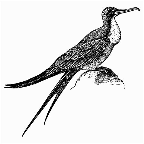 Frigatebird | Premium Vector
