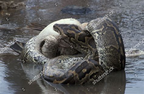 Image result for African Rock Python Eating Crocodiles