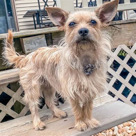 The Spunky Cairn Terrier Chihuahua Mix For Lively Owners