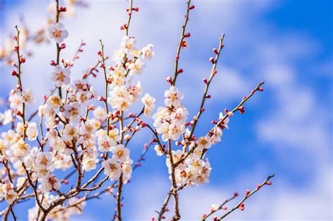 The Top 5 places to see plum blossoms in Japan | Japan Up Close