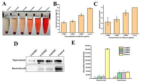 Control of Foodborne Staphylococcus aureus by Shikonin, a Natural Extract