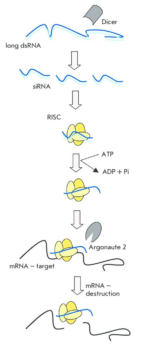 RNA Interference 的图像结果
