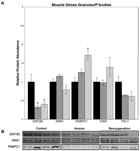Lost in Translation: Exploring microRNA Biogenesis and Messenger RNA ...