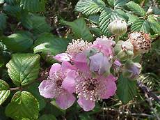 mandare dei fiori a distanza le piante dell erbario 6 i rustine 171 ponza racconta mandare dei fiori a distanza le piante dell erbario 6 i rustine 171 ponza racconta