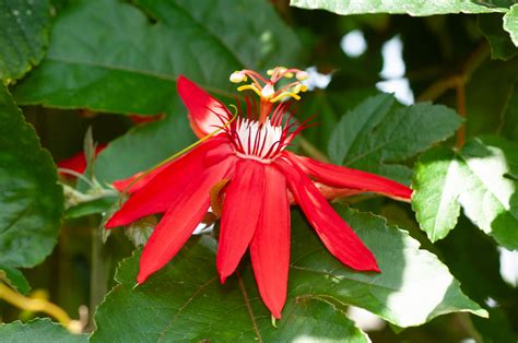 Passiflora coccinea (Red passion vine)