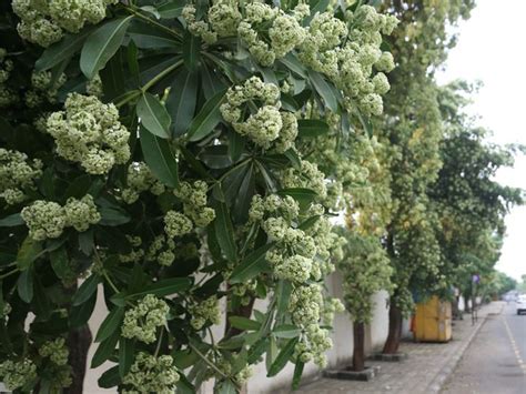 The purity of the atmosphere spreads the fragrance of the saptaparni ...