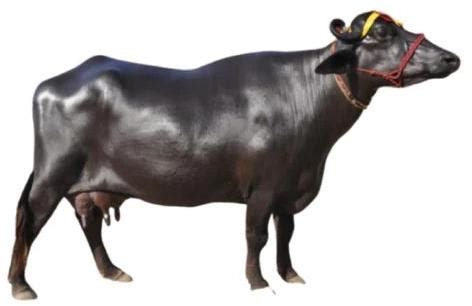 AMBIL SEKARANG