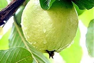 SOMNIA NURSERY Thai Grafted Layering Hybrid Variety kg guava1 Live ...