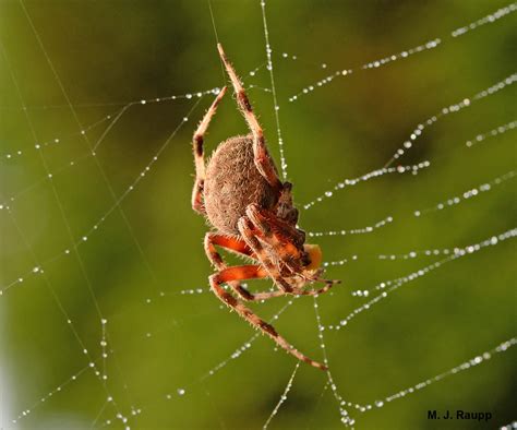 Big spider webs, Part 1: Spotted orbweaver, Neoscona crucifera — Bug of ...
