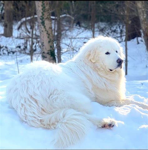 Great pyrenees dog breed information – Artofit