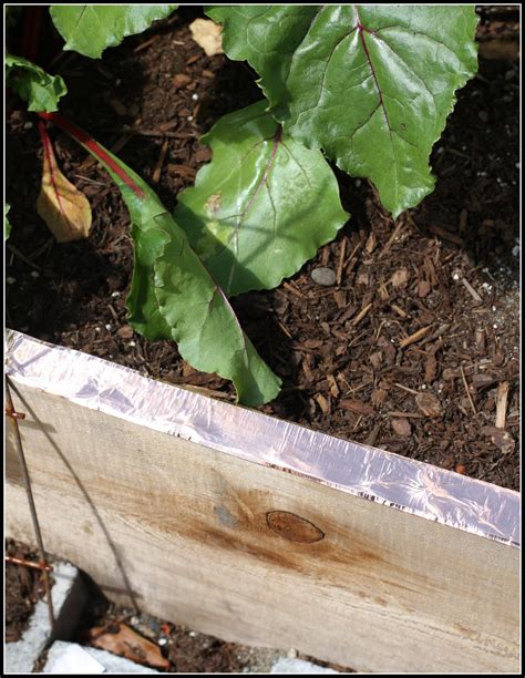 Image result for Homemade Slug Control