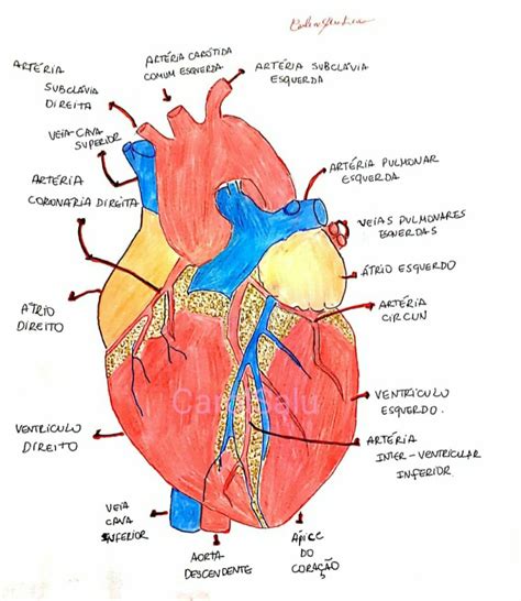 Anatomia coração | Anatomia do coração humano, Coração humano, Coração ...