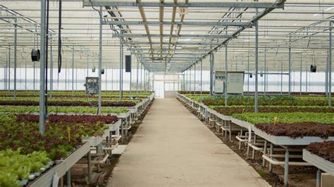 Greenhouse Agriculture 的图像结果