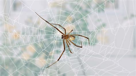 Male Version Of Widow