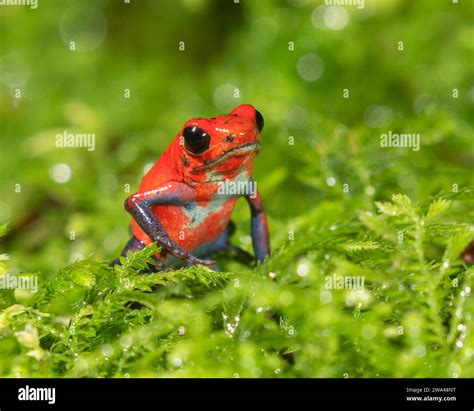 The strawberry poison frog (Oophaga pumilio), La Selva Biological ...