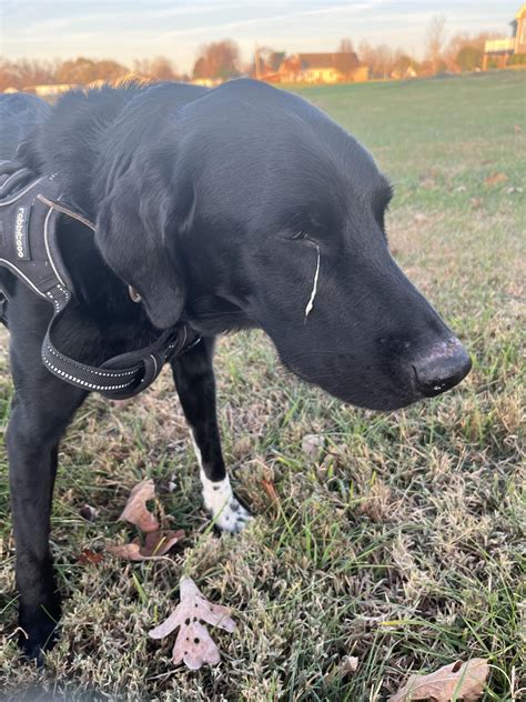 Why Does My Dog Have Green Eye Boogers