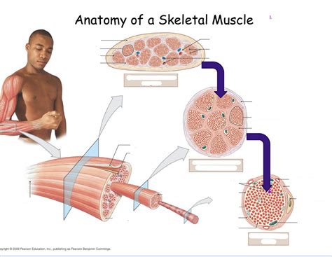 Image result for Skeletal Muscle Flow Chart