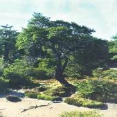 Alpine Spine & Orthopedics Institute - Minimally-Invasive Orthopedics ...