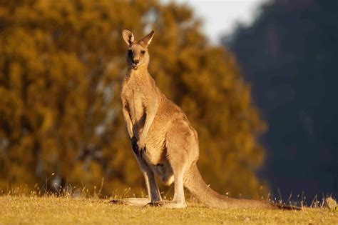 20 Animals of the Australian Outback - Facts.net