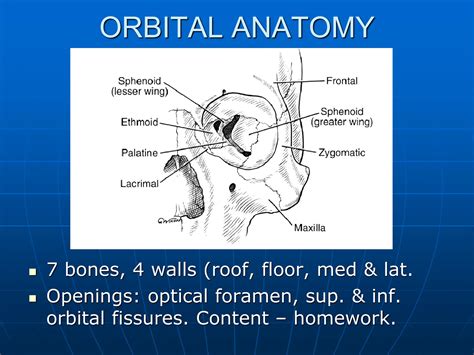 Part 1. ANATOMY AND PHYSIOLOGY OF THE EYE. Refraction, accommodation. Clinics of refraction and ...