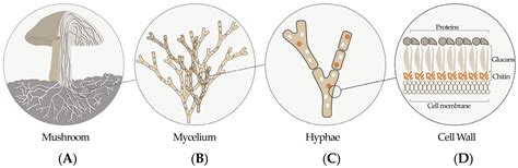 Three-Dimensional Printing of Living Mycelium-Based Composites ...