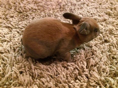 Image result for Mini Rex Varieties