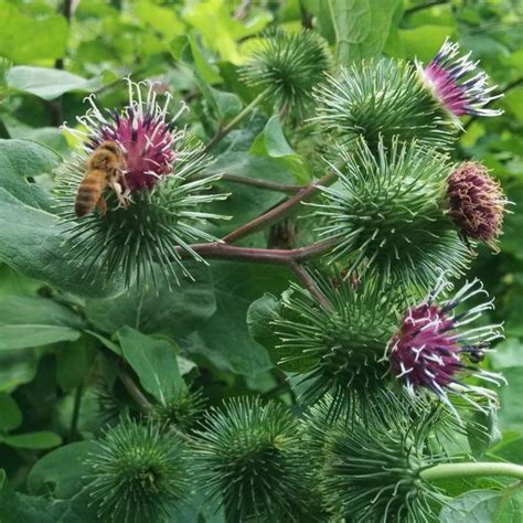 Bildergebnis für burdock