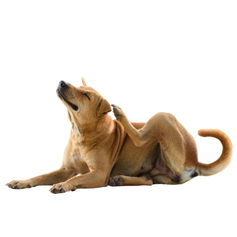 Signs of Skin Infections in Dogs: Key Symptoms to Know – Fur Ball Story