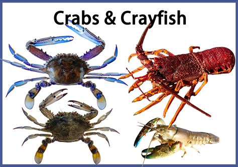 Crayfish Vs Crab Freshwater Cockroach Crab / Squat Crayfish / Aegla