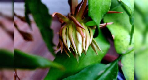 You are a lucky tourist if you see Brahma Kamal flower blooming in ...