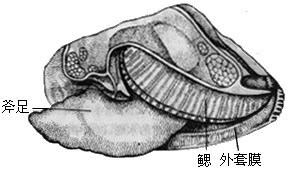 蜗牛的身体部位有哪些特点_百度知道