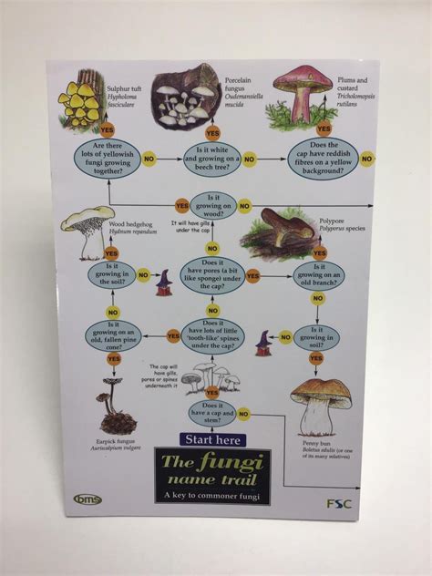 Fungi Unveiled: Exploring Live Fungi Cultures - Blades Biological Ltd ...