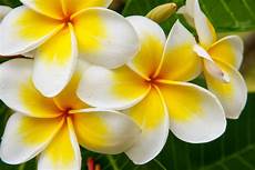 fiore frangipane frangipane fiore impariamo a coltivare la plumeria fiore frangipane frangipane fiore impariamo a coltivare la plumeria