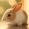 Image result for Cute Aesthetic Bunny Wallpapers for a Tablet