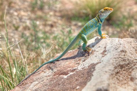 Rezultat imagine pentru Collared Lizard